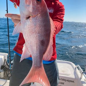 Kingfish - King Mackerel, Lagooner Fishing