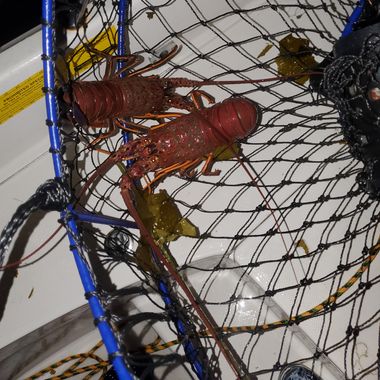 Lobster Hooping Charter 5 hours / Long Beach, California, United
