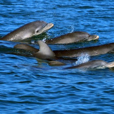 REEL DEAL FISHIN CHARTERS