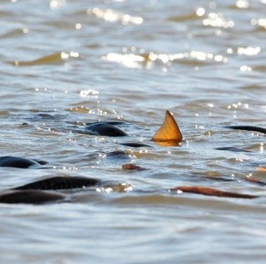 REEL DEAL FISHIN CHARTERS