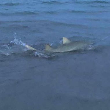 Nsb Shark Hunters New Smyrna Beach Florida United States Baityourhook