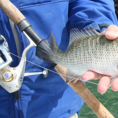 REEL DEAL FISHIN CHARTERS