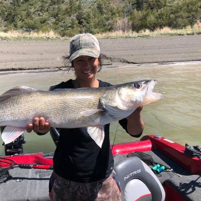 Fort Peck Lake, MT since 1993