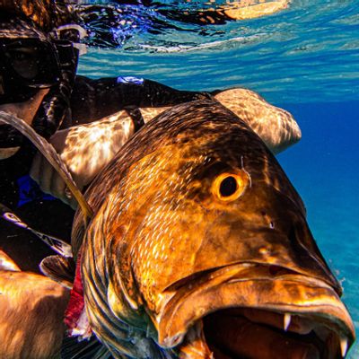 Arpon Spearfishing