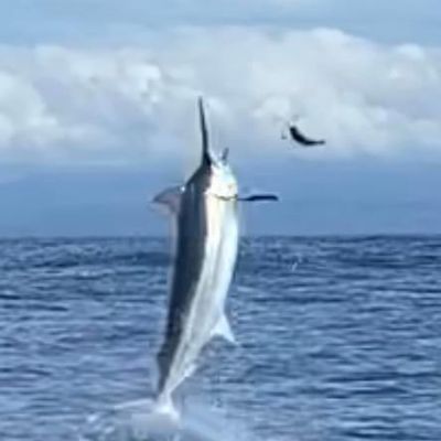 Wing Man Sportfishing