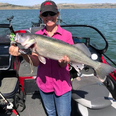 Fort Peck Lake, MT since 1993