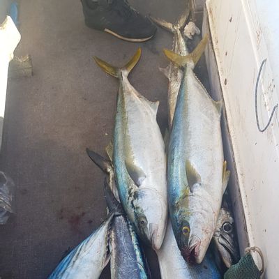 Charter Fishing - Simon's Town