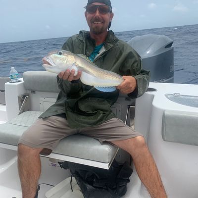 Offshore deep dropping trip 10 hour