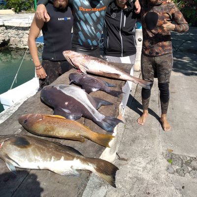 Arpon Spearfishing