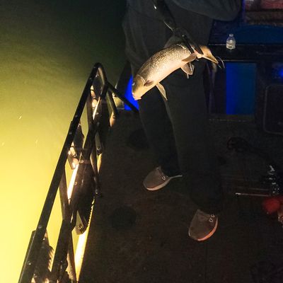 Missouri Bowfishing, Gigging, and Trout