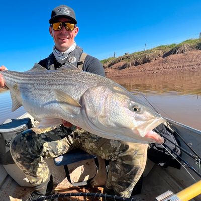 Stewiacke River Striped Bass