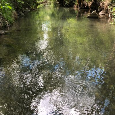 Trout Fishing in pvt. Stream + WARRANTY