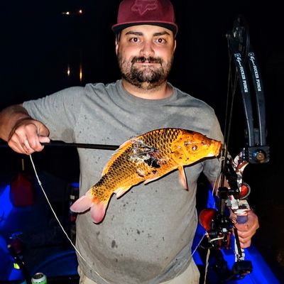 Missouri Bowfishing, Gigging, and Trout
