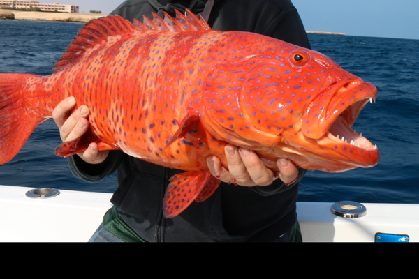 Hottuna Hurghada 42FT