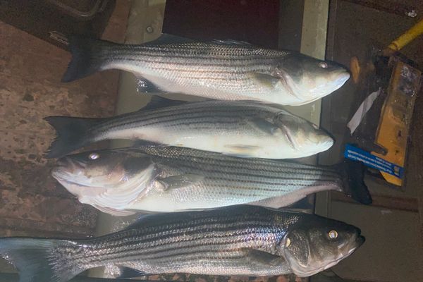 Striped Bass (Gulf of St Lawrence)