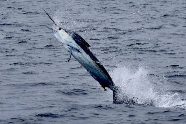 Marlin fishing in Galapagos