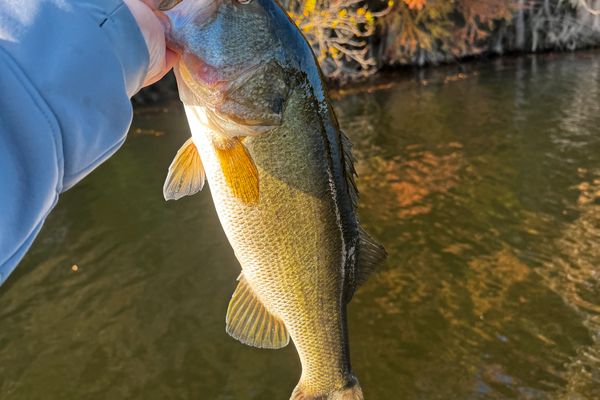 Lake Austin Bass Fishing