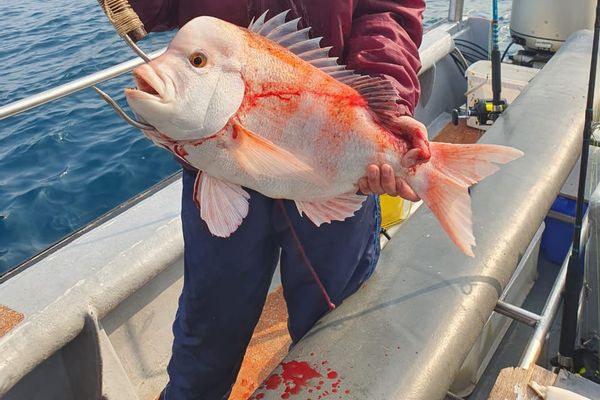 Mossel Bay deepsea fishing charters