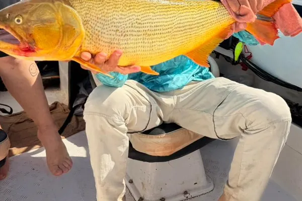 Golden Dorado Fishing