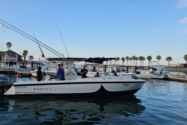 Sport fishing San Jose del Cabo