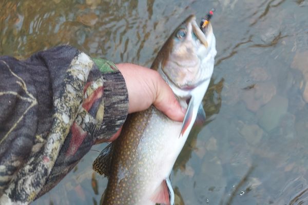 Guided Salmon and  trout fishing