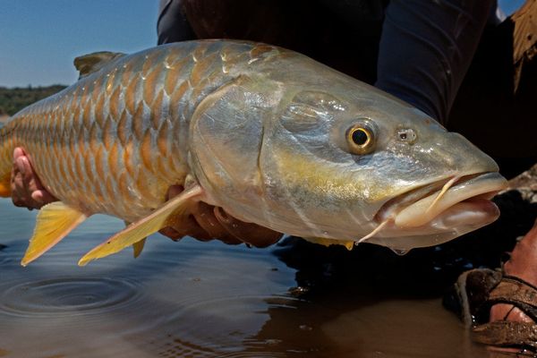 Golden Mahseer Fishing Safari 2022