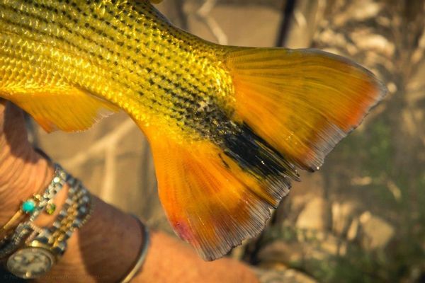 Dorado Fishing at Veracruz Lodge / Argentina