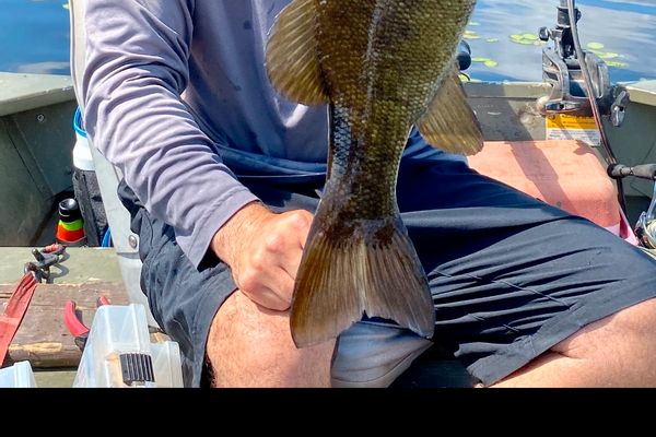 Smallmouth bass 40 minutes from Halifax