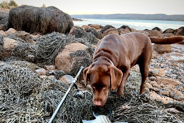 Striped Bass and trout fishing