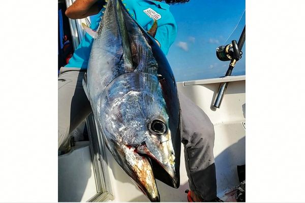 Bluefin tuna Experience with aigupp fishing guide