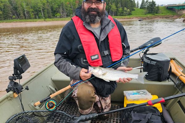 Striped Bass of the Stewiacke