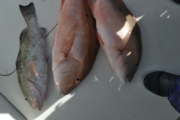 Savage Sportfishing /Florida Keys Fishing Guide