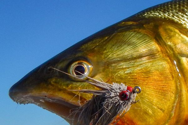 Golden Dorado at Rio Bravo, Argentina