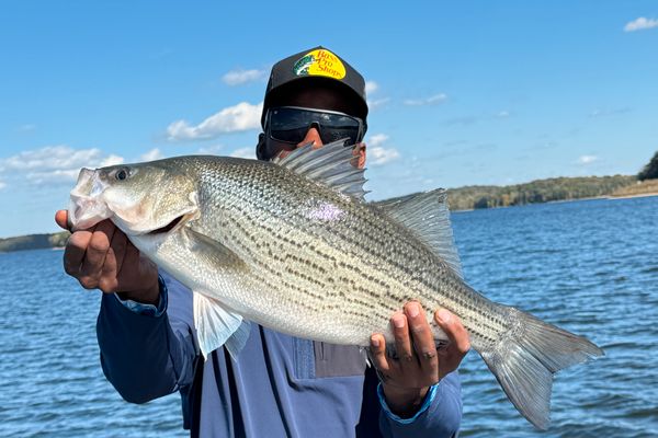 4hr Hybrid and Striped Bass Charter