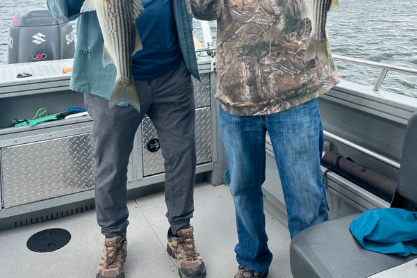Miramichi River Stripers