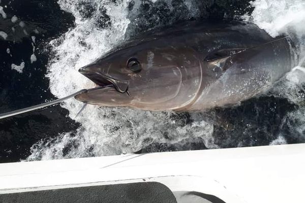 Tuna fishing in Donegal, Ireland