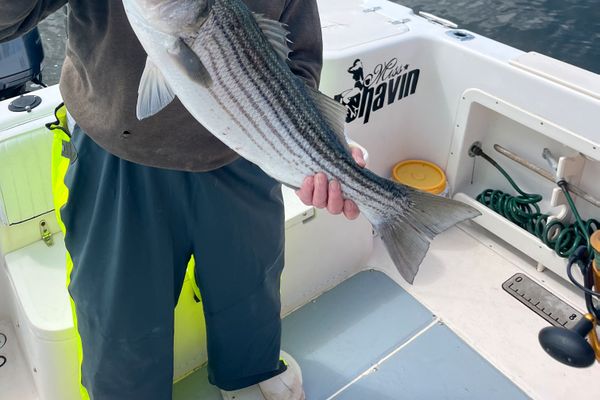 Spring Striped Bass
