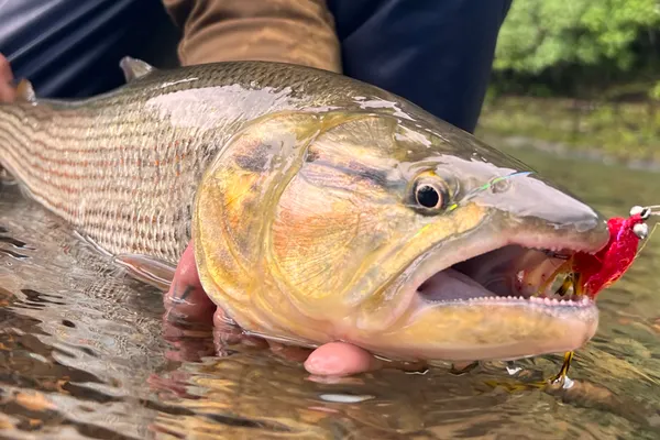 Amazon Dorados flyfishing in Ecuador