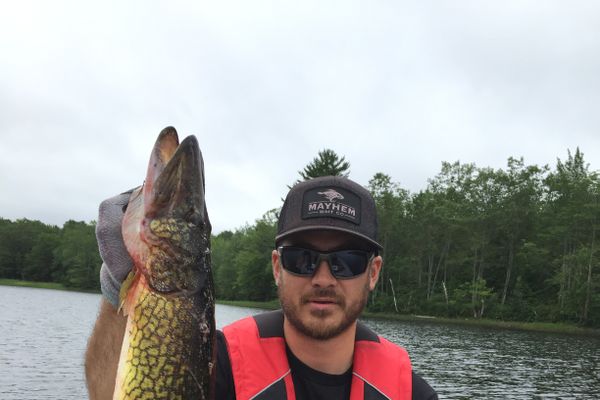 Chain Pickerel and Smallmouth Bass