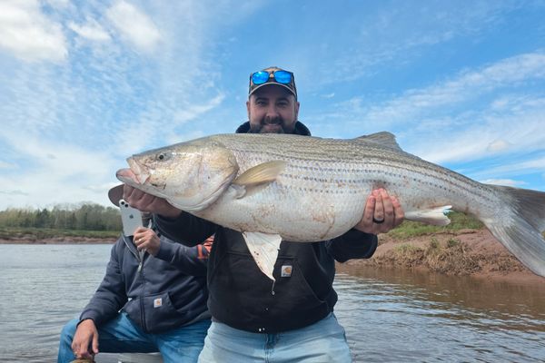Striped bass fishing