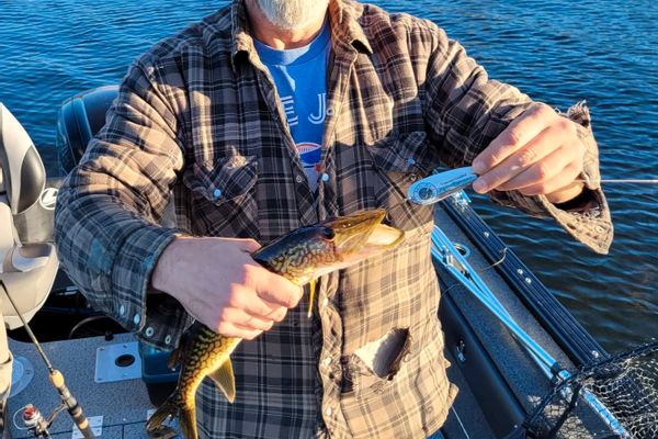 Chain Pickerel Fishing Charter